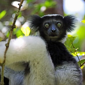 Indri Indri, black and white ruffed lemur in Madagascar.